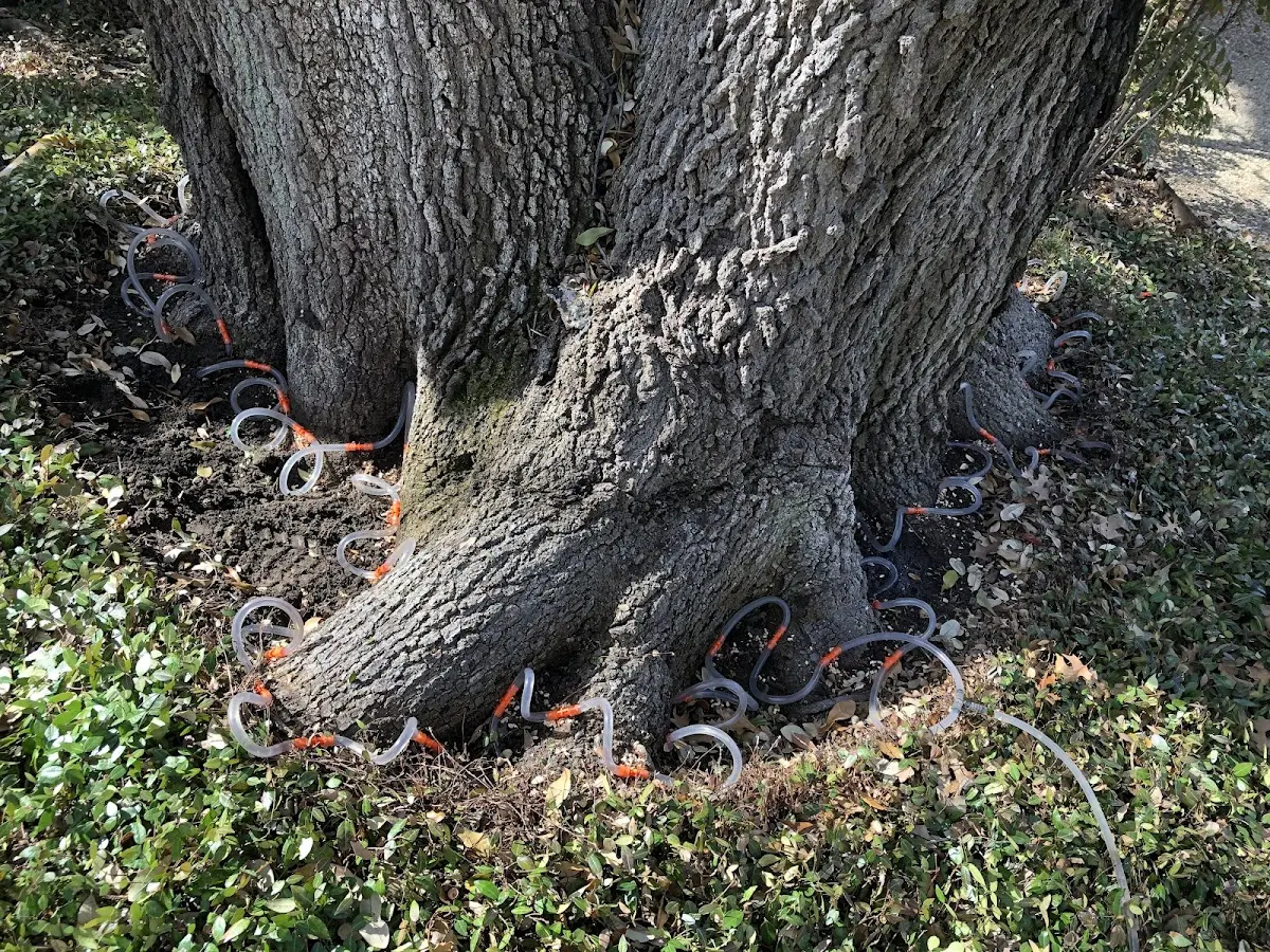 Detailed Tree Cabling and Bracing job site in Little Neck