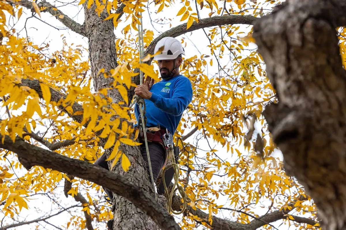 Skilled Tree Pruning crew working in Little Neck