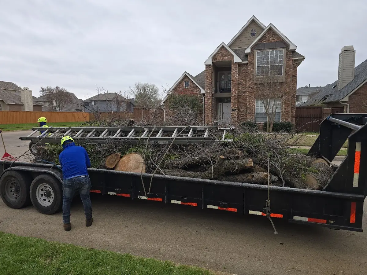 Expert Tree Removal with proper safety equipment in Little Neck